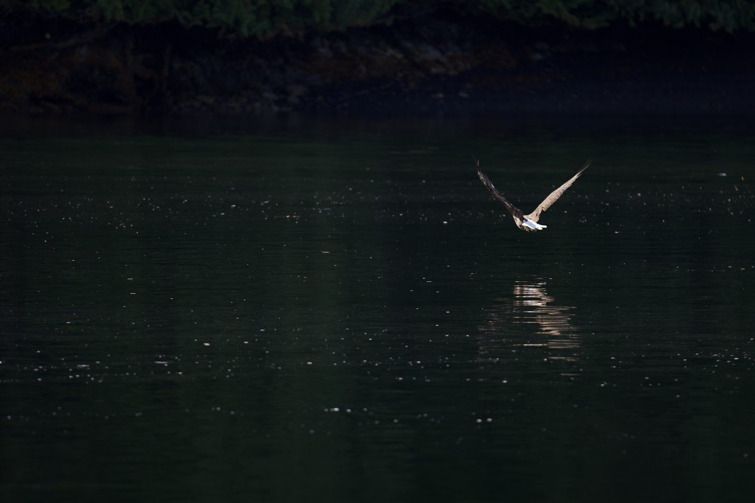 Low over the water