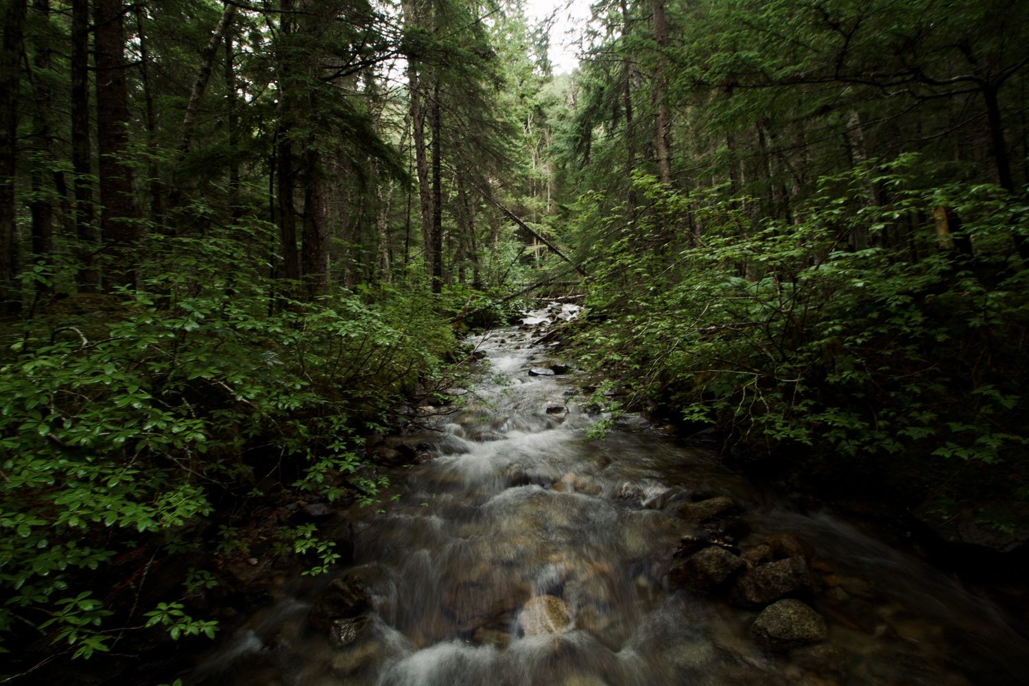 Meltwater through the trees