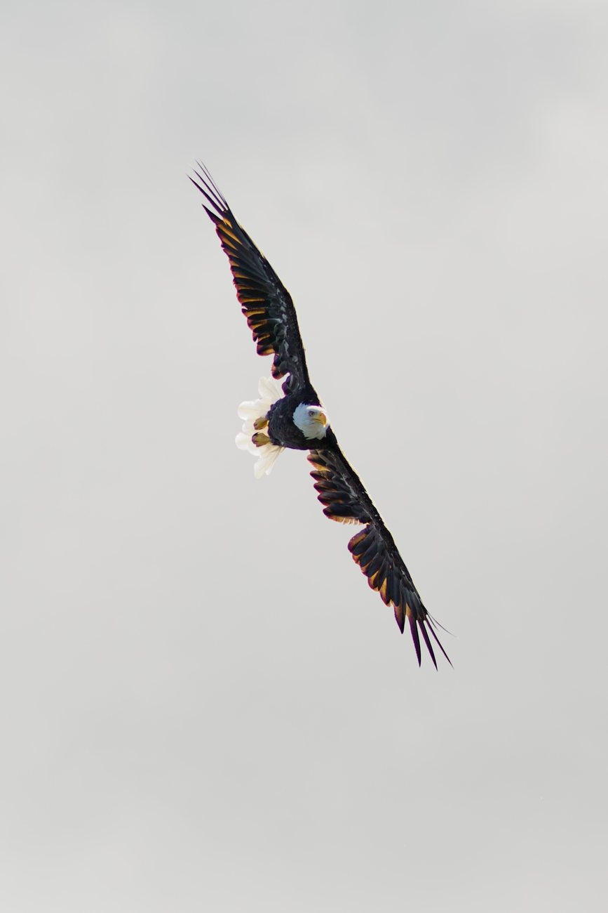 A bald eagle banking in flight against an open sky, photographed in Alaska