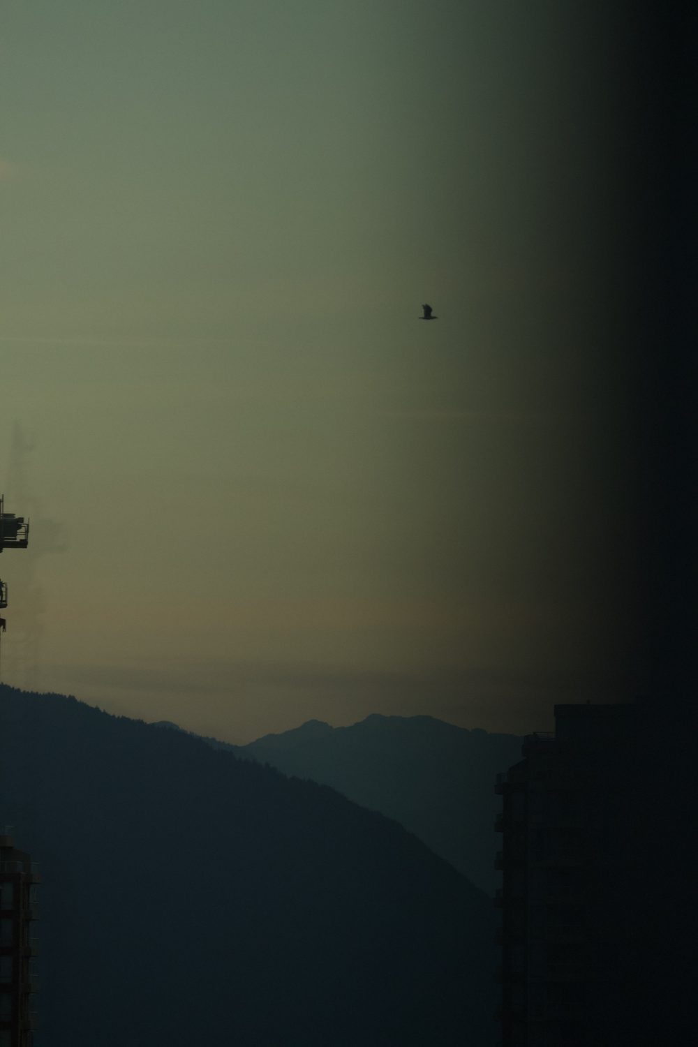 One bird, whole sky